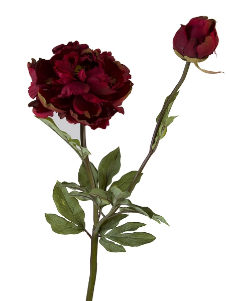 Picture of GRAND PEONY L