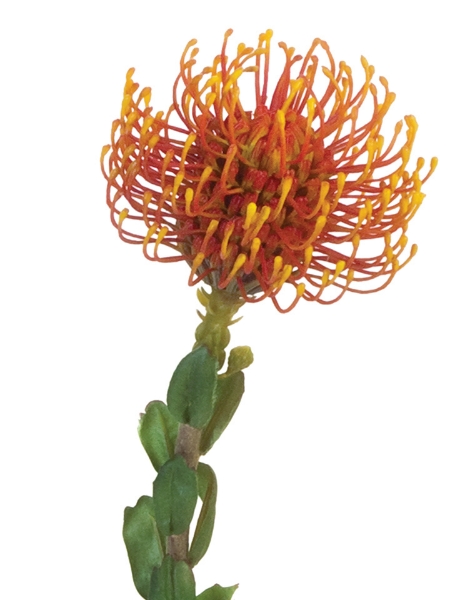 Picture of 25" Pincushion Protea