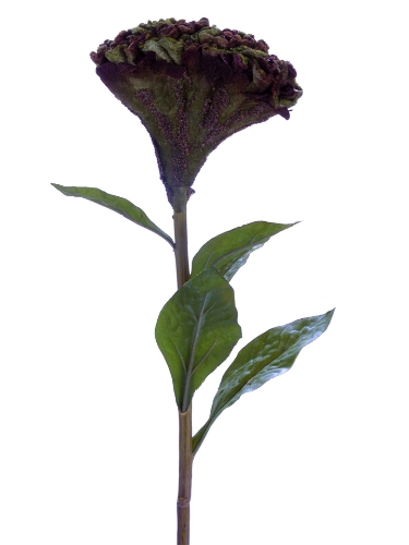 Picture of 32" COCKSCOMB