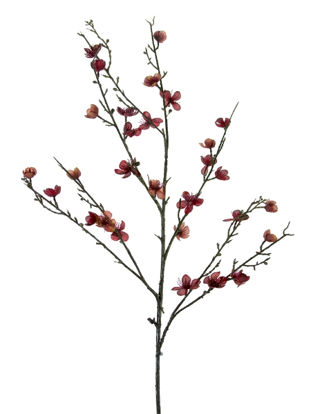 Picture of 39" PLUM BLOSSOM  - BU