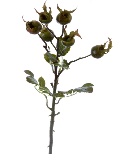 Picture of 23" ROUND ROSE HIP STEM