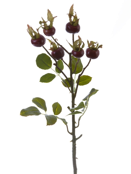 Picture of 23"ROUND ROSE HIP STEM