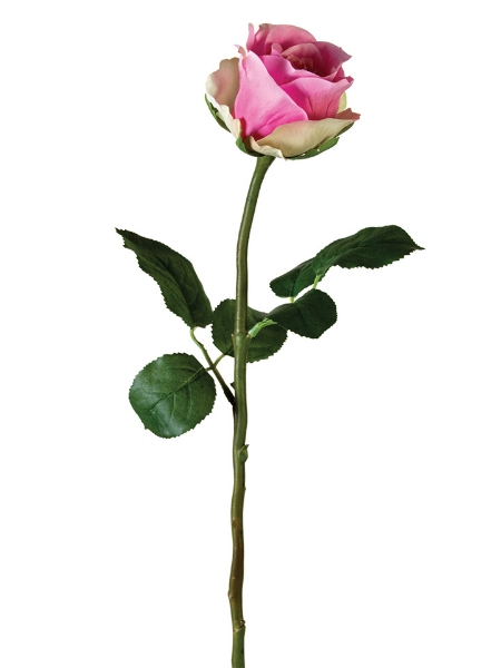 Picture of 22" STANDARD ROSE