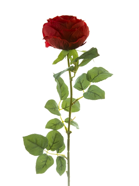 Picture of 29" ROMANTICA ROSE