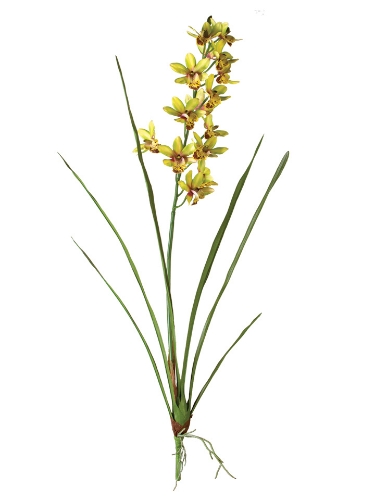 Picture of 36" MINI CYMBIDIUM PLANT