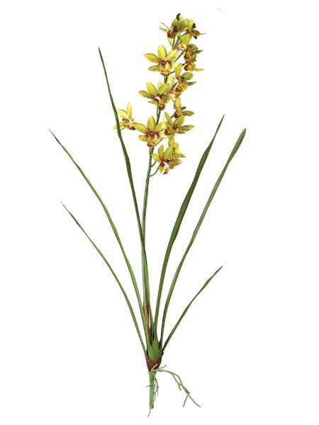 Picture of 36"MINI CYMBIDIUM PLANT