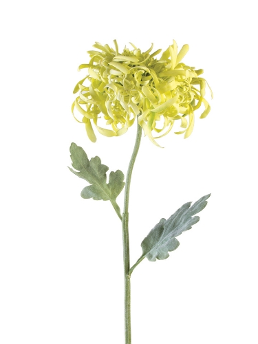 Picture of 32" INCURVED MUM SPRAY