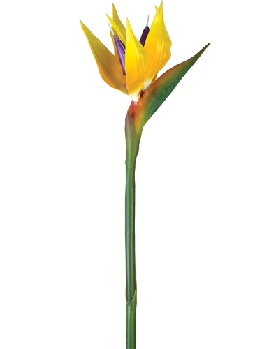 Picture of 36" BIRD OF PARADISE SPRAY