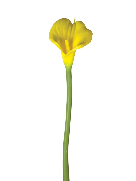 Picture of 31.5" CALLA LILY L