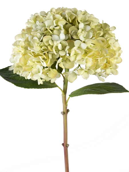 Picture of 28" COL MOPHEAD HYDRANGEA STEM