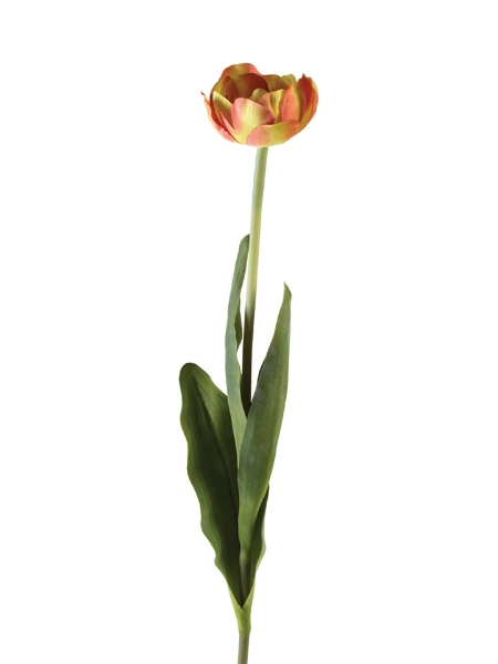 Picture of 27.2" POM TULIP