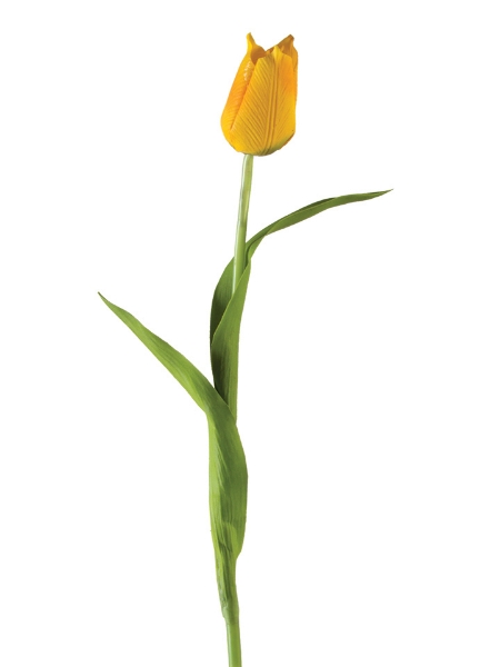 Picture of 26.5" FRENCH TULIP BUD