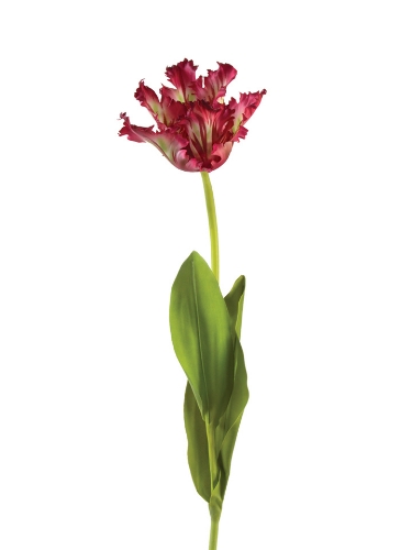 Picture of 28" PARROT TULIP SPRAY