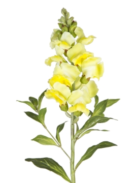 Picture of 21" SNAPDRAGON