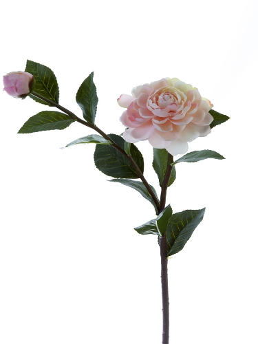 Picture of 24" CAMELLIA JAPONICA SPRAY