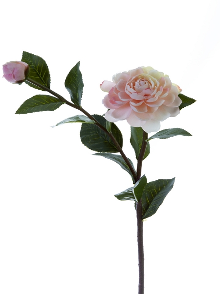 Picture of 24"CAMELLIA JAPONICA SPY 1F1B