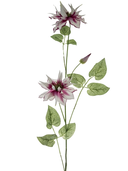 Picture of 37" PASSION CLEMATIS SP X2