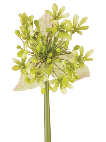 Picture of 28" AGAPANTHUS