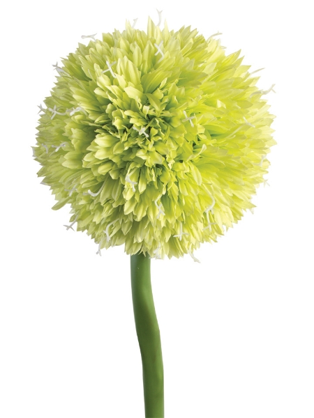 Picture of 38" GIANT ALLIUM SPRAY