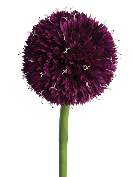 Picture of 38" GIANT ALLIUM SPRAY