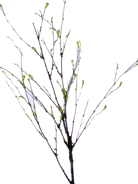 Picture of 50"YOUNG LEAF BRANCH SPRAY L