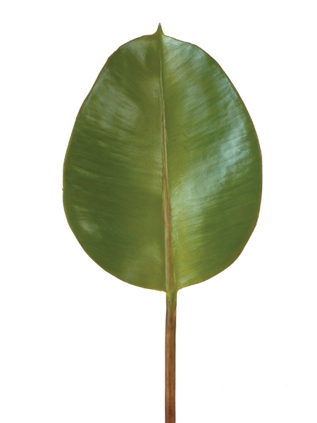 Picture of 18" RUBBER TREE LEAF