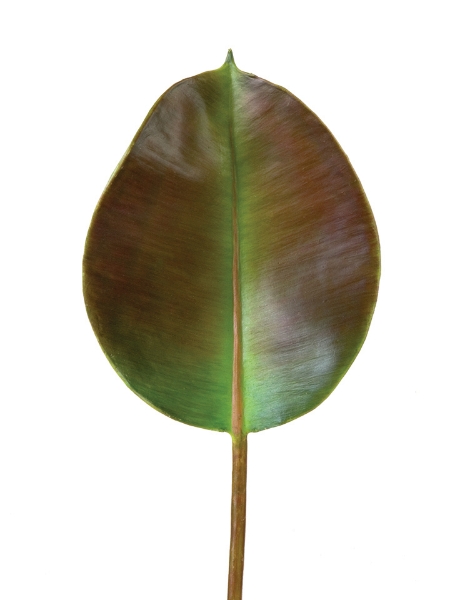 Picture of 18" RUBBER TREE LEAF