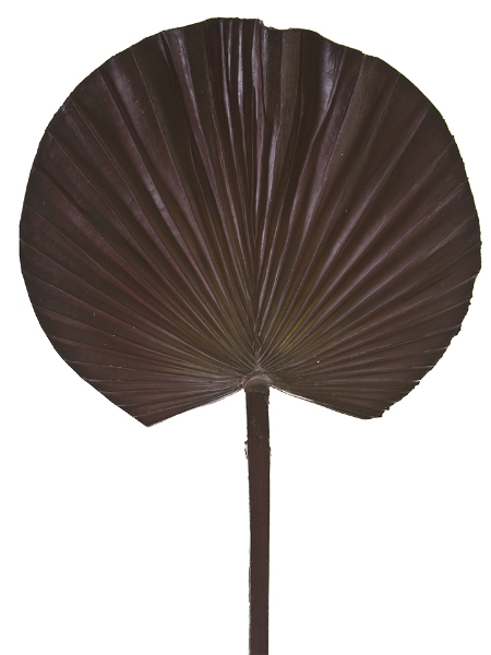 Picture of 28" PALM LEAF