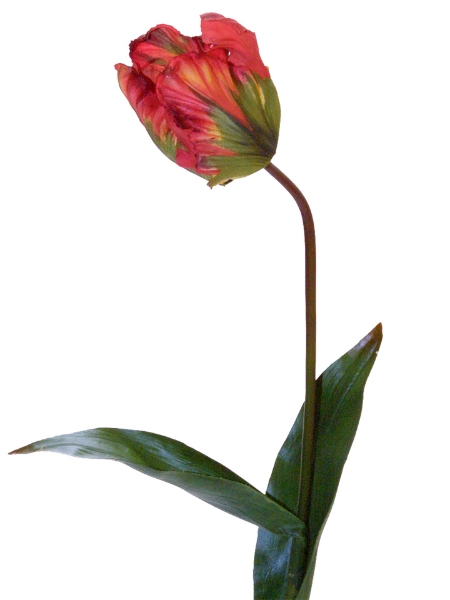 Picture of 27" PARROT TULIP-RDGR