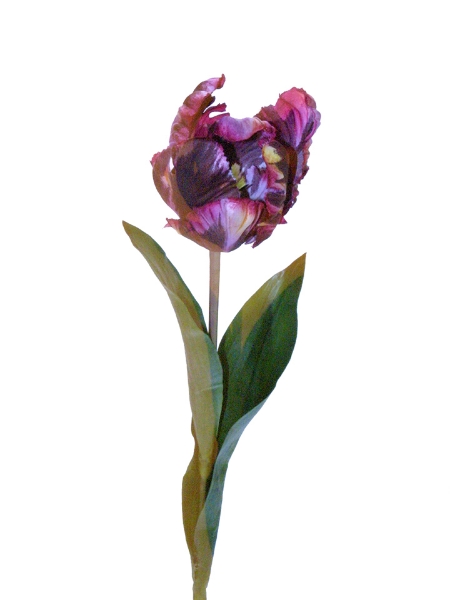 Picture of 27" PARROT TULIP