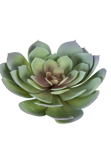 Picture of 7" AEONIUM PICK