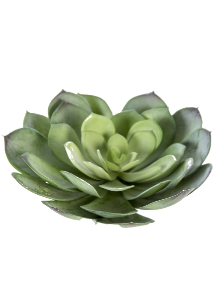 Picture of 7" AEONIUM PICK