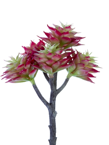 Picture of 7.5" ECHEVERIA CHINESIS PICK