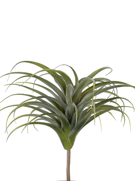 Picture of 17"AIR PLANT