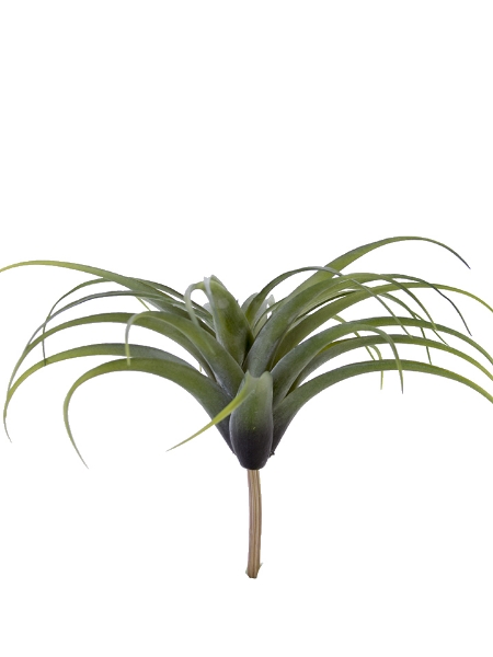 Picture of 11.5"AIR PLANT