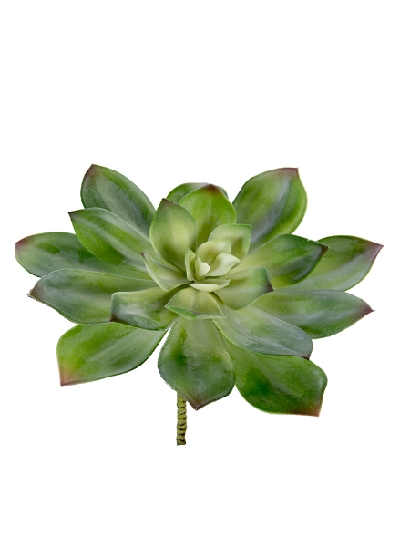 Picture of 11"AEONIUM PICK