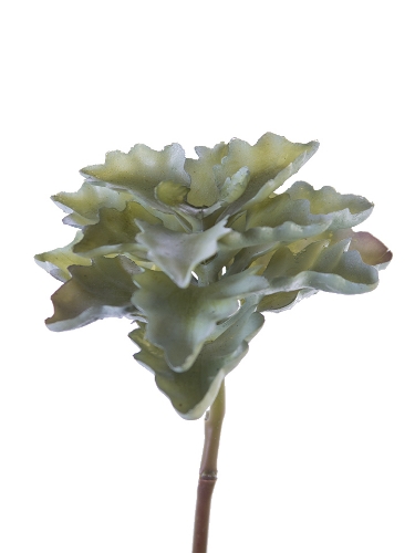 Picture of 7.5" OAK LEAF KALANCHOE