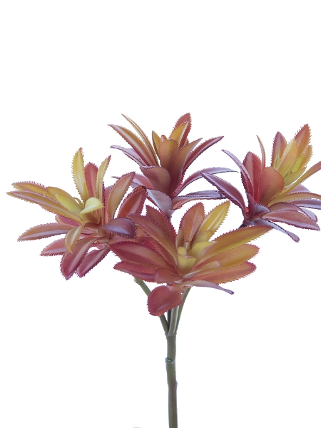 Picture of 12" AEONIUM PICK X4