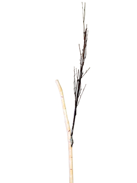 Picture of 53" BIRCH BRANCH