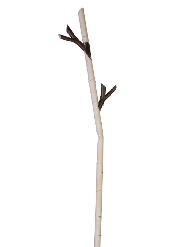 Picture of 63" BIRCH BRANCH
