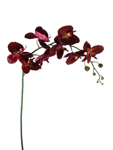 Picture of 60"GIANT PHALAENOPSIS SPY L