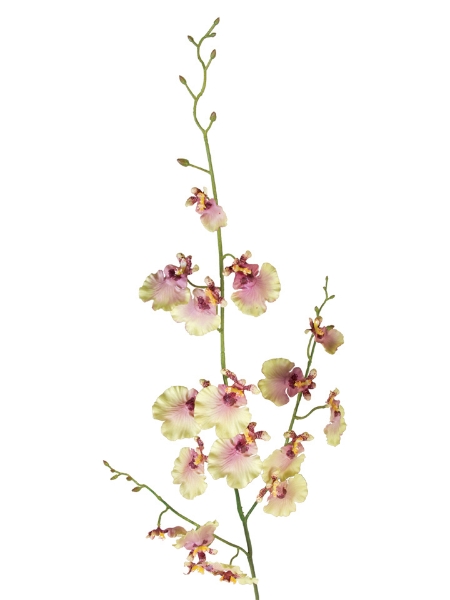 Picture of 36"ONCIDIUM SPRAY S