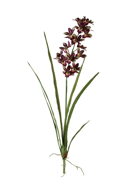 Picture of 36"MINI CYMBIDIUM PLANT