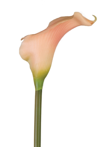 Picture of Md Calla Lily Sp.28"