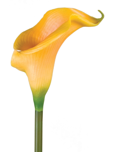 Picture of Md Calla Lily Sp.28"