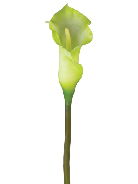 Picture of Md Calla Lily Sp.28"