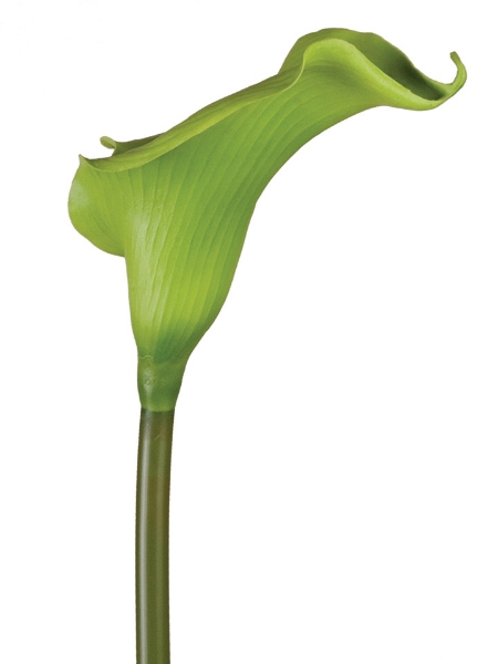 Picture of Sm Calla Lily Sp.22"