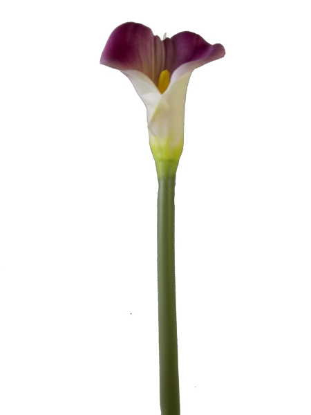 Picture of 31.5" CALLA LILY L