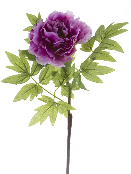 Picture of 42"CLASSIC TREE PEONY