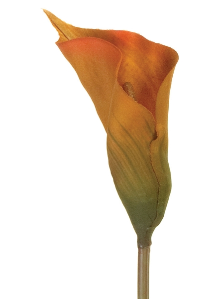 Picture of CALLA LILY MD.